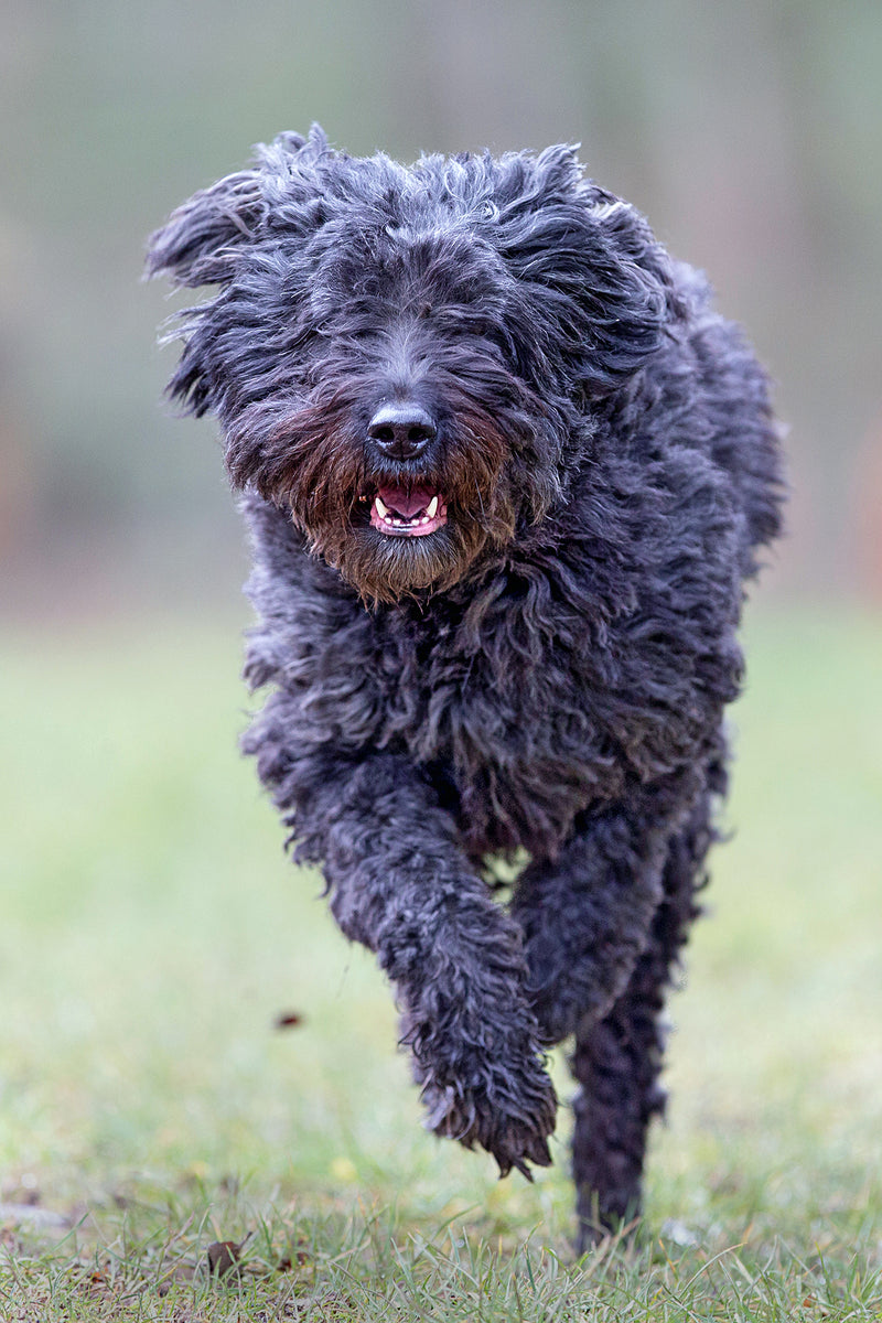 National Bouvier des Flandres Day - January 16