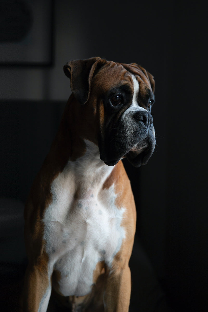 National Boxer Dog Day - January 17