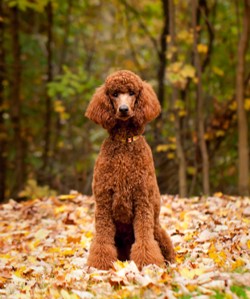 National Standard Poodle Day - January 6