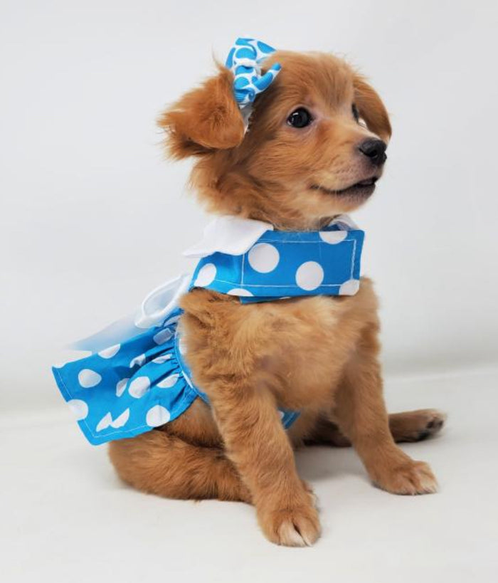Blue Polka Dot Dress with Matching Leash