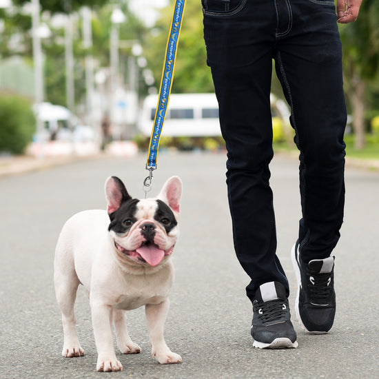 Los Angeles Chargers Dog Satin Collar or Leash