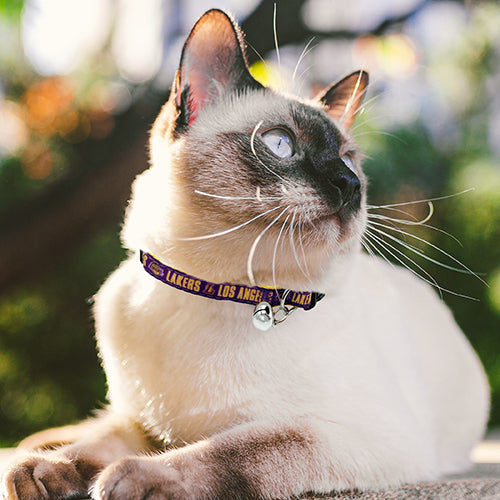 Los Angeles Lakers Cat Satin Collar