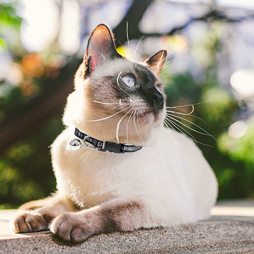 Las Vegas Raiders Cat Satin Collar