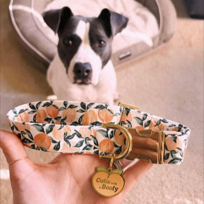 Cutie with a Booty Pet ID Tag