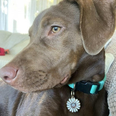 Daisy Pet ID Tag