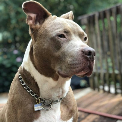 Good Boy Pet ID Tag