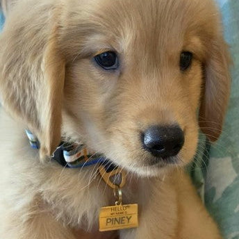 Hello My Name is Pet ID Tag - Gold