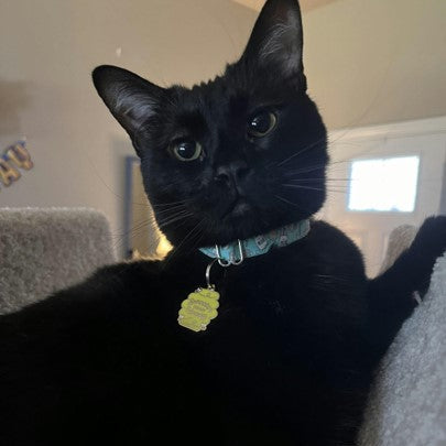 Sweeter than Honey Pet ID Tag