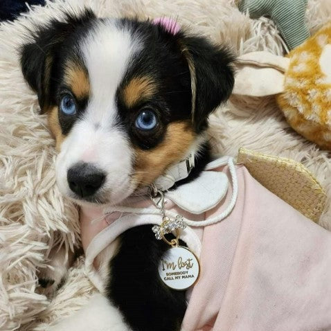 I'm Lost, Gold & White Pet ID Tag