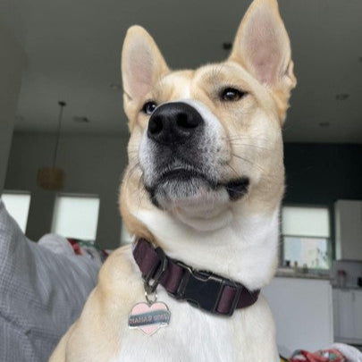 Mamas Girl Pet ID Tag