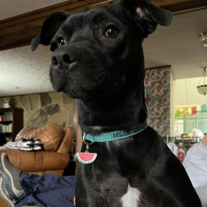 Watermelon Pet ID Tag