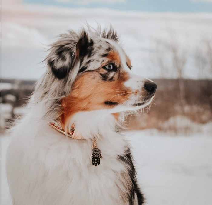 Hamsa Black Pet ID Tag - Gold