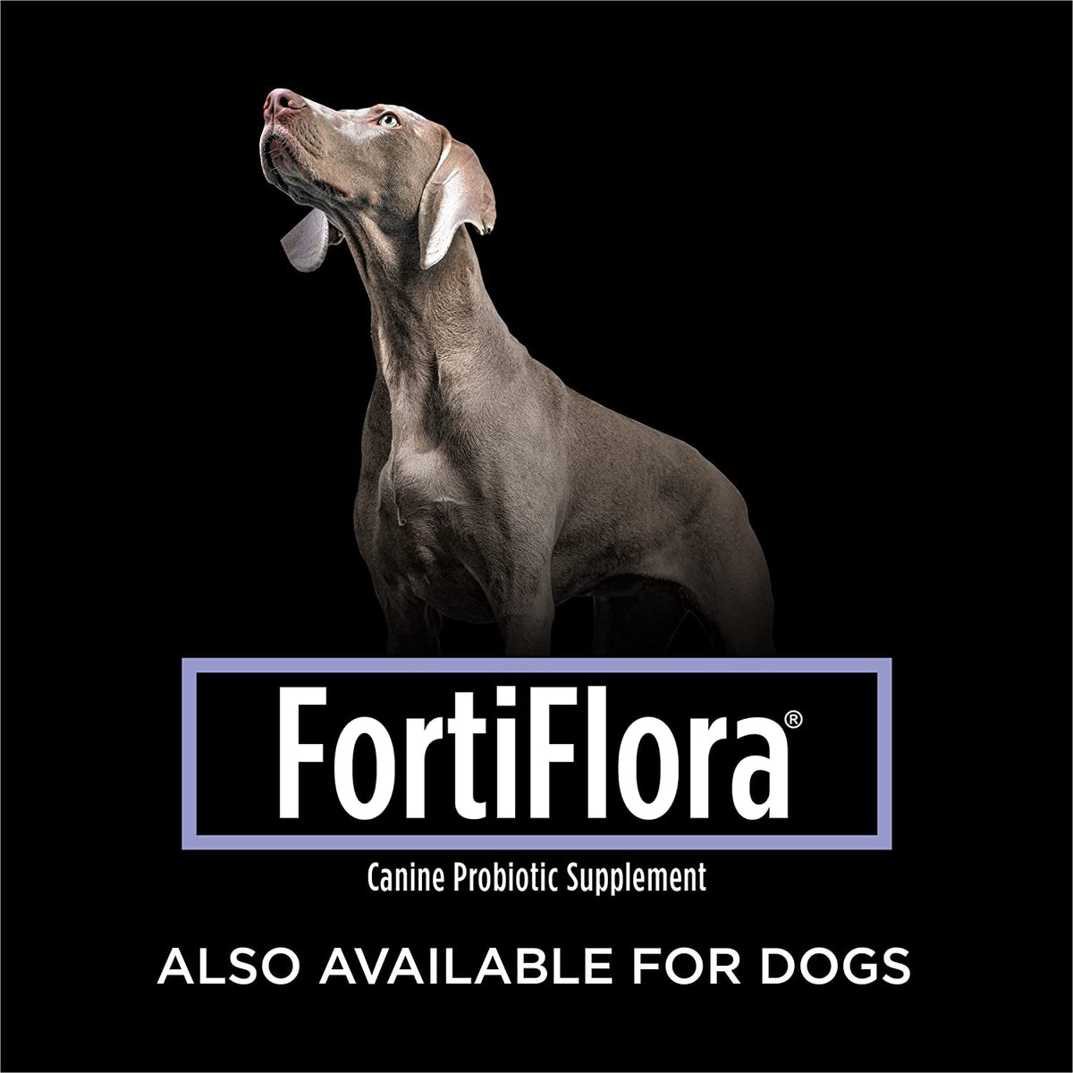Purina FortiFlora Feline Probiotic Supplement - 30 g Powder