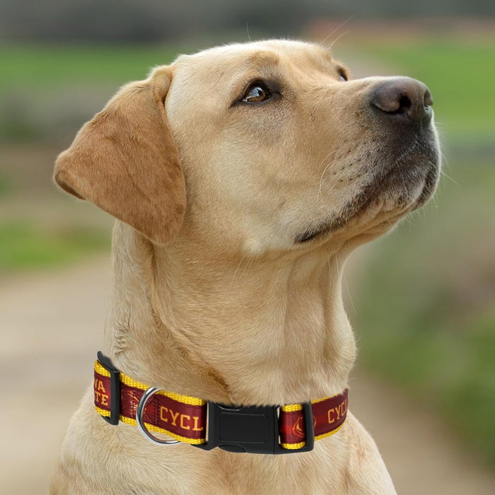IA State Cyclones Dog Satin Collar or Leash