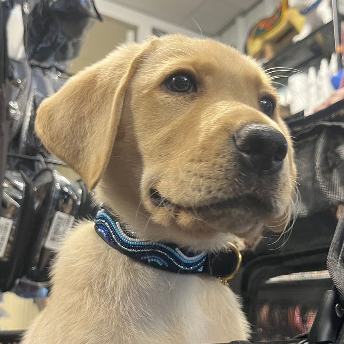 TKC The Wave Beaded Dog Collar