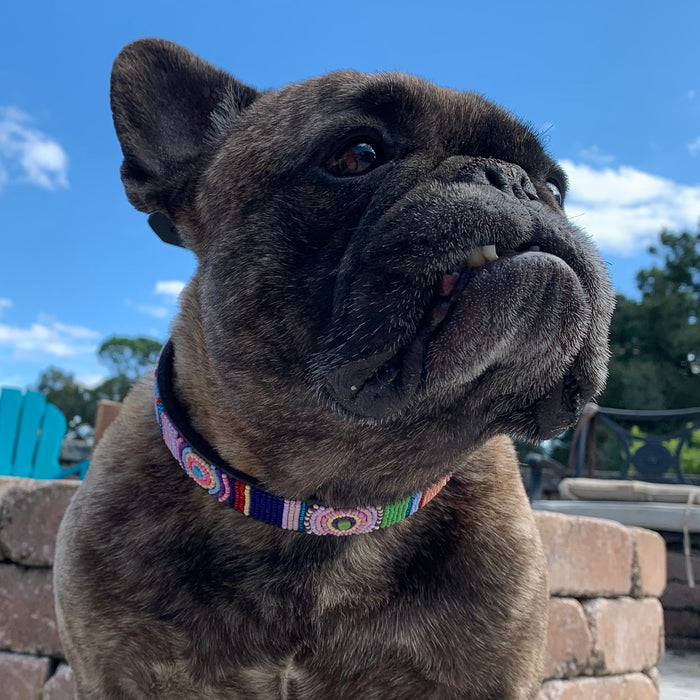 TKC Posey Beaded Dog Collar