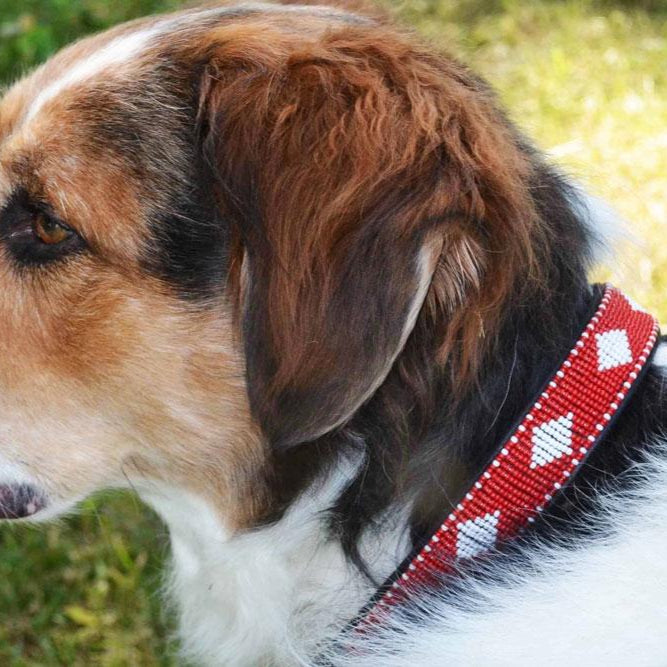 TKC Unity Beaded Dog Collar
