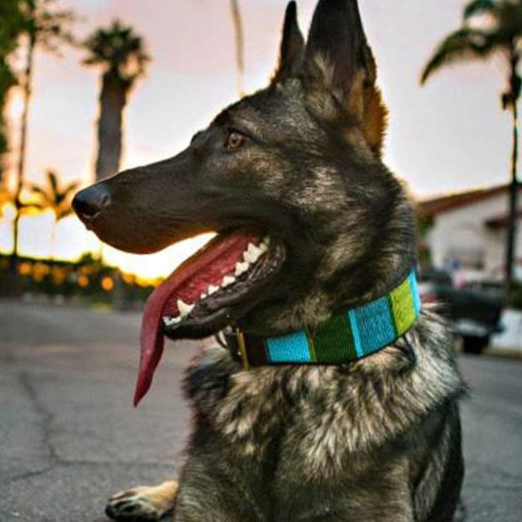 TKC Lagoon Beaded Dog Collar