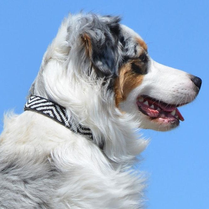 TKC Zebra Beaded Dog Collar