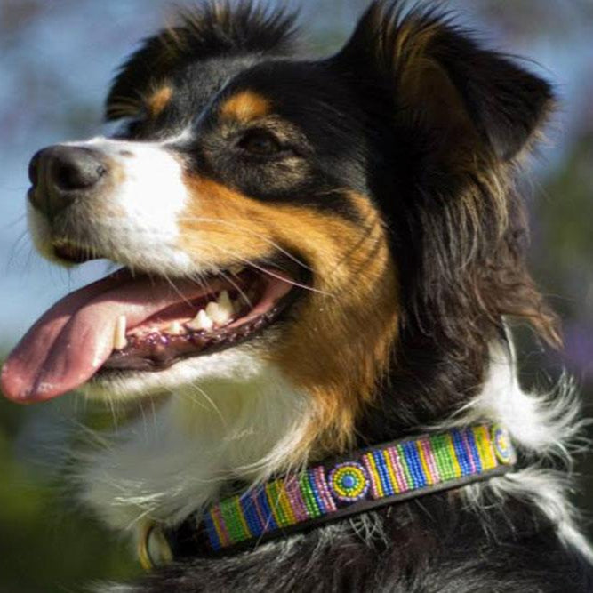 TKC Meadow Beaded Dog Collar