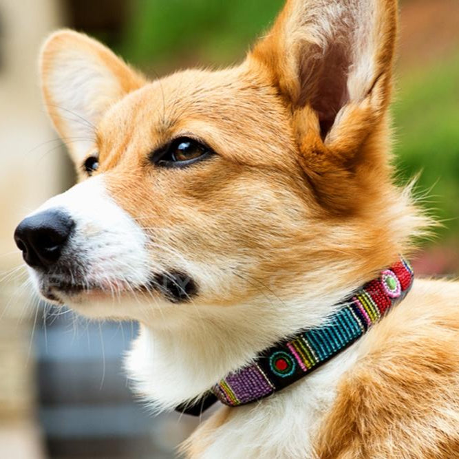 TKC Bijou Beaded Dog Collar