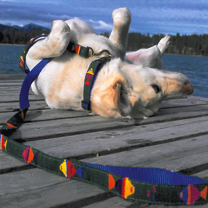 ATWCW At the Beach Bahamas - Mayan Artisan-Handmade Pet Leash