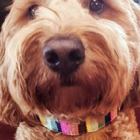 ATWCW At the Beach Bahamas - Mayan Artisan-Handmade Dog Collars