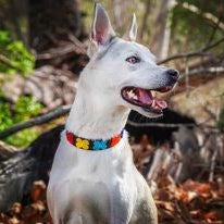 TKC Flower Power Beaded Dog Collar