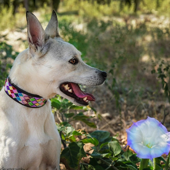 TKC Posey Argyle Beaded Dog Collar