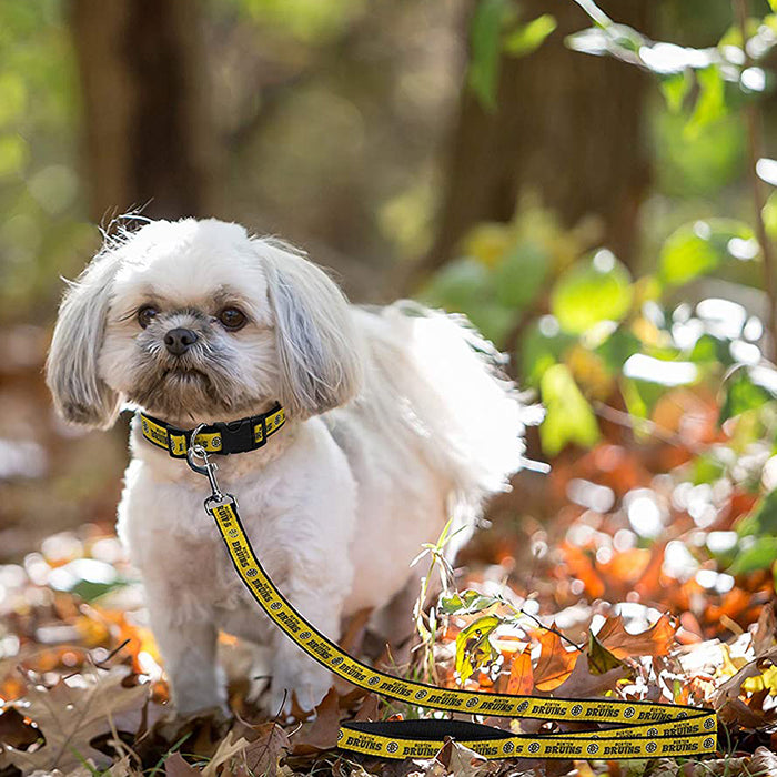 Boston Bruins Dog Collar or Leash - 3 Red Rovers