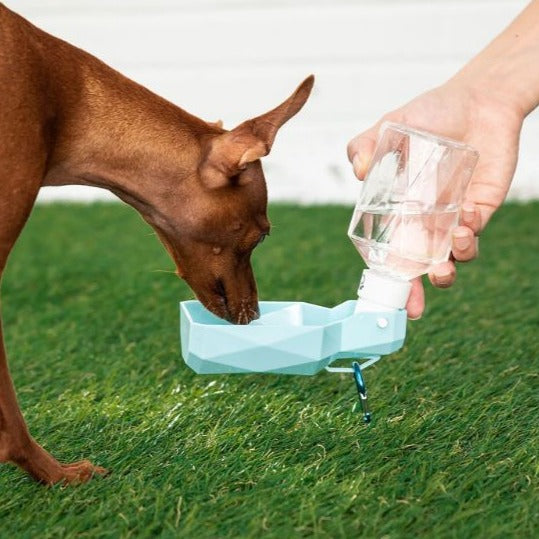 Collapsible Water Bottle with Fold-Out Bowl - Multiple Colors