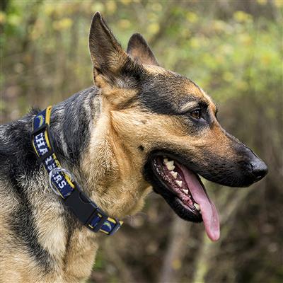 Los Angeles Chargers Dog Collar or Leash - 3 Red Rovers