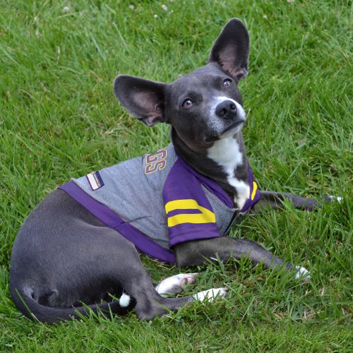 Minnesota Vikings Lightweight Pet Hoodie - 3 Red Rovers