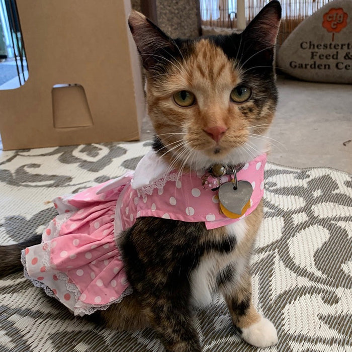 Pink Polka Dot and Lace Dress with Leash - 3 Red Rovers