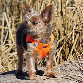 American River Ultra Choke Free Soft Mesh Dog Harness™ - Hunter Orange - 3 Red Rovers