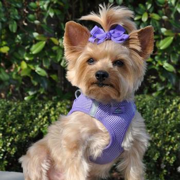 American River Ultra Choke Free Soft Mesh Dog Harness™ - Paisley Purple - 3 Red Rovers
