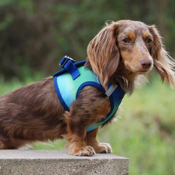 American River Choke Free Dog Harness™ Ombre - Northern Lights - 3 Red Rovers