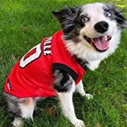 Louisville Cardinals Pet Basketball Jersey - 3 Red Rovers