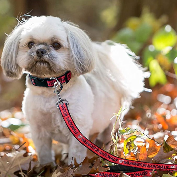 Washington Nationals Dog Collar or Leash - 3 Red Rovers