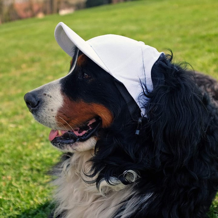 Cincinnati Bengals Pet Baseball Hat – 3 Red Rovers