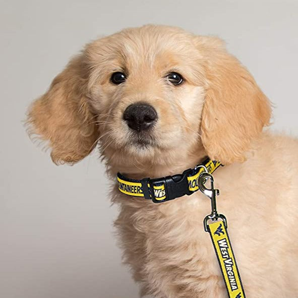 WV Mountaineers Dog Collar - 3 Red Rovers