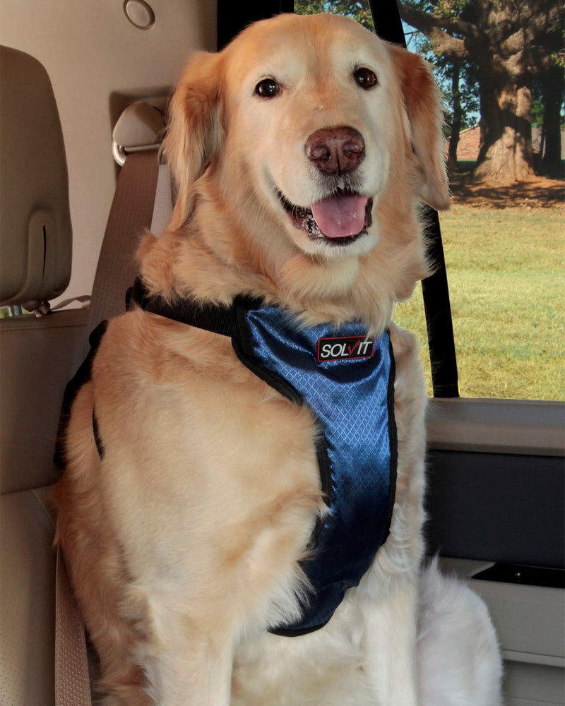 National Pet Travel Safety Day - January 2