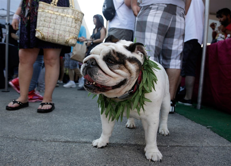 Marijuana poisoning on the rise in pets