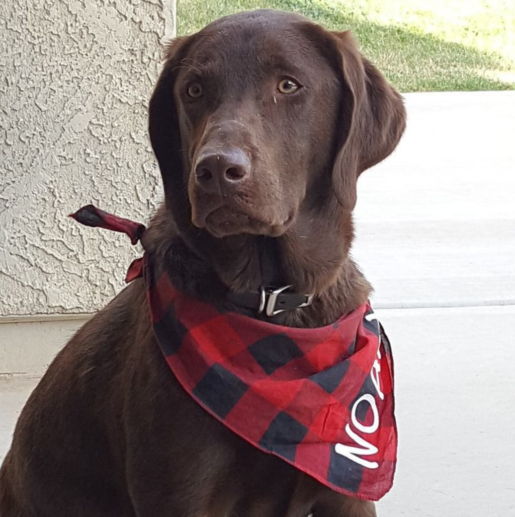 National Labrador Retriever Day January 8 3 Red Rovers