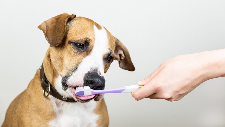 February Is National Pet Dental Health Month: Clean Those Teeth!