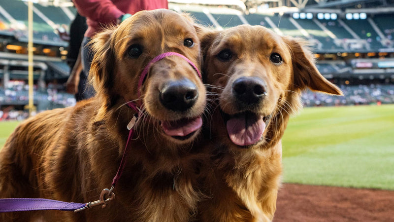 2025 MLB Dog-Friendly Events