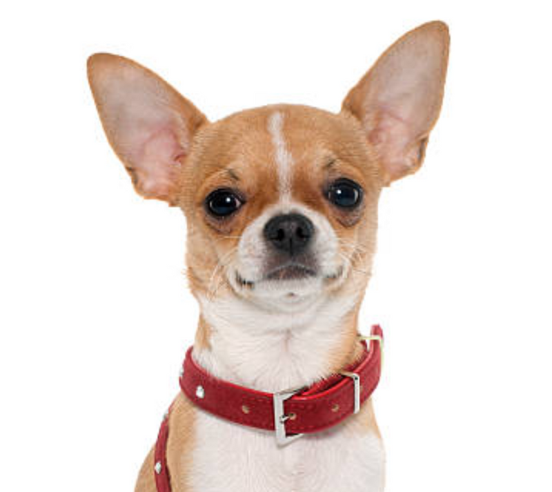 Chihuahuas
