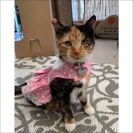 Cat Apparel