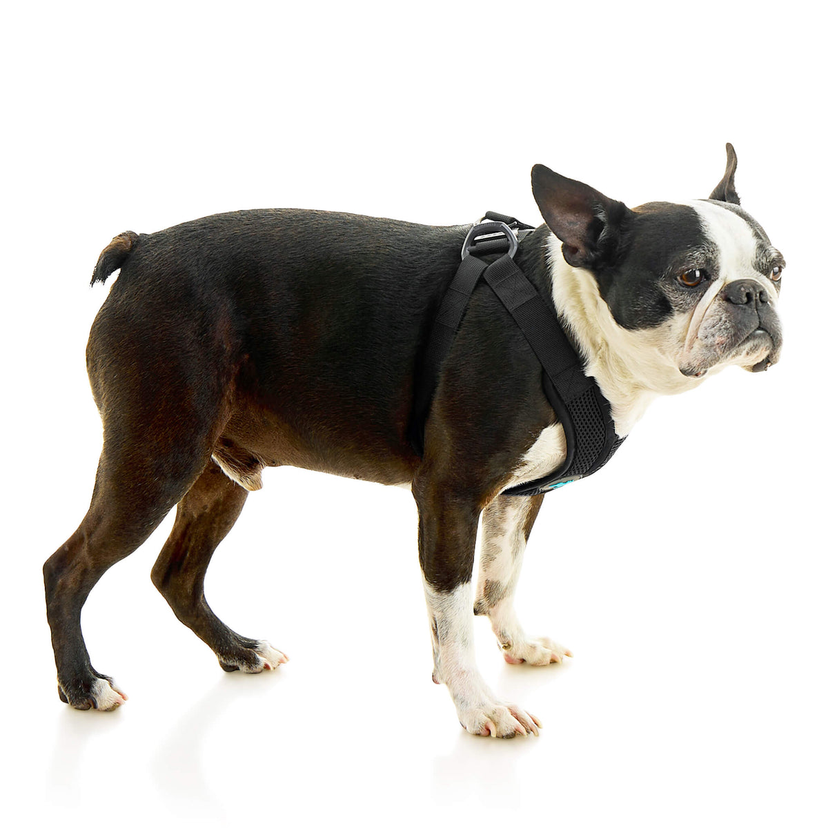 Comfort X Step In Lite