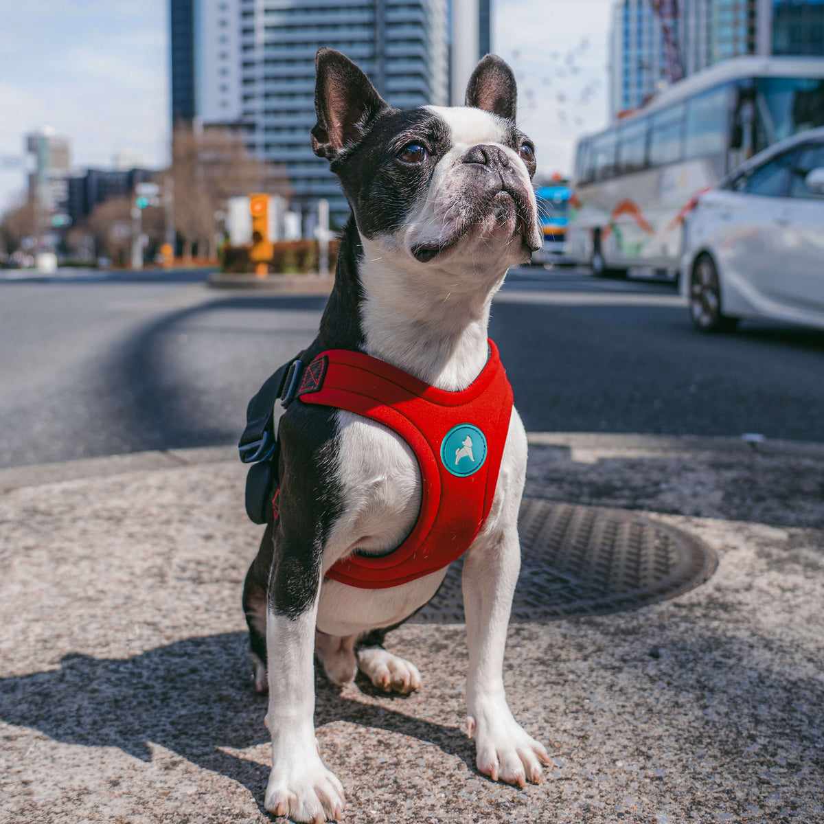 Escape Free Sport Harness